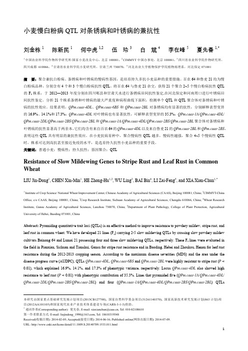 小麦慢白粉病QTL对条锈病和叶锈病的兼抗性