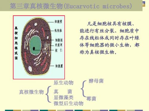 高等教育出版社 环境工程微生物学第三版 第三章 真核wsw