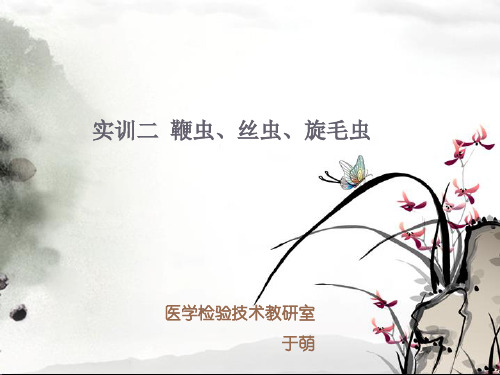 实训二  鞭虫、丝虫、旋毛虫