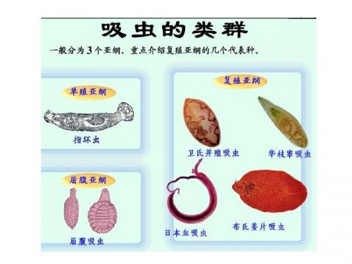 第六章扁形动物门(2)