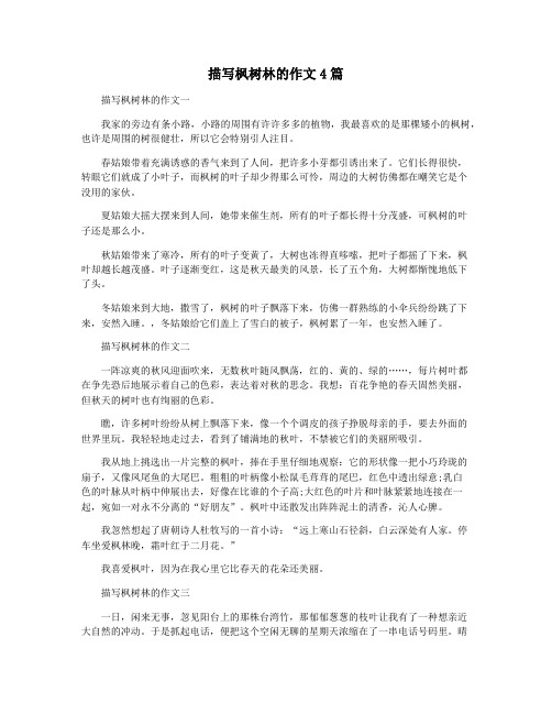 描写枫树林的作文4篇