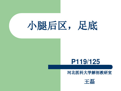 小腿后区,足底