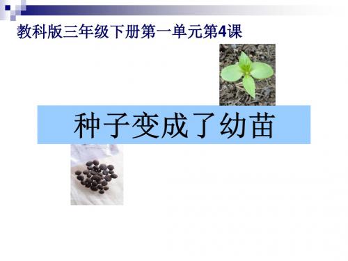 教科版三年级科学下册《 植物的生长变化  种子变成了幼苗》公开课课件_0