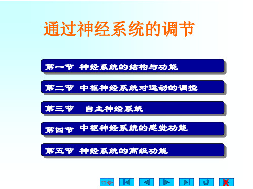 人教版高二年级生物必修三第二章通过神经系统的调节