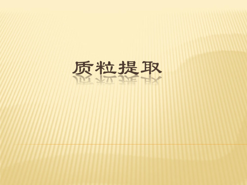 质粒提取