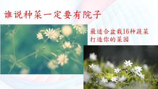 适合盆栽的蔬菜ppt课件