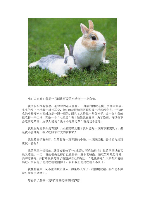 小兔的名片