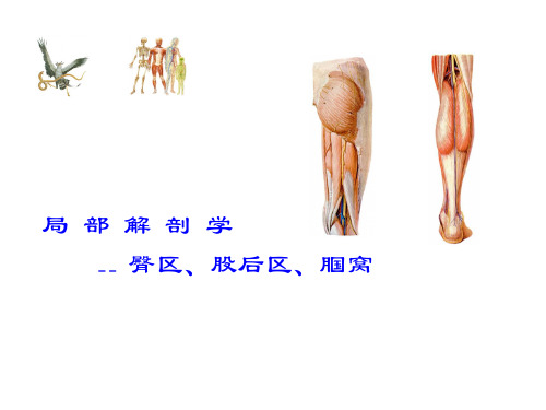 局部解剖学课件臀区、股后区、腘窝-2015