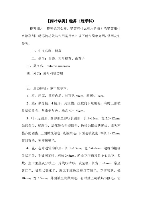 【阔叶草类】糙苏(唇形科)