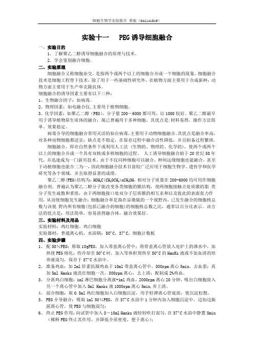 PEG诱导细胞融合