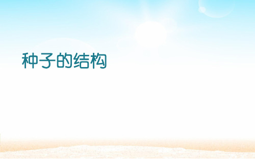 种子的结构