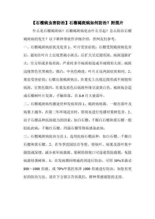 【石榴病虫害防治】石榴褐斑病如何防治？附图片
