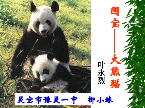 国宝大熊猫  公开课课件