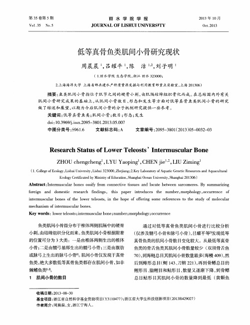 低等真骨鱼类肌间小骨研究现状