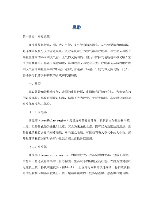 医学知识之鼻腔