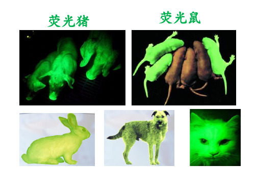 2019-2020学年生物技术专业《蛋白质与酶工程》第8章 荧光蛋白工程