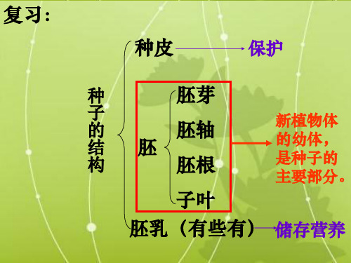 初中生物  种子的萌发23 人教版精品课件