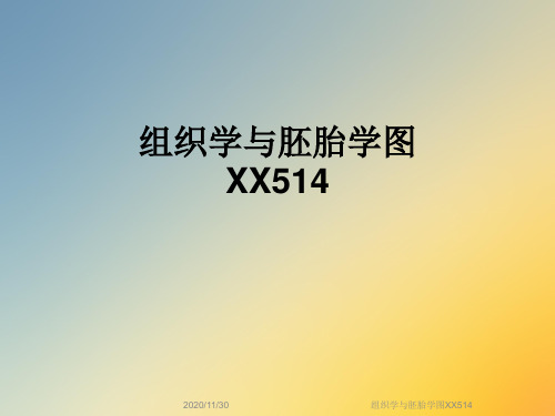 组织学与胚胎学图XX514