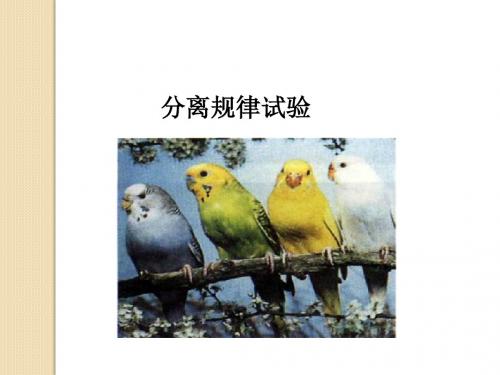 生物：2.1.2《分离规律试验》课件(中图版必修2)