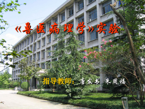 兽医病理 局部血液循环障碍