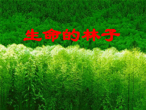 生命的林子课件苏教版语文六年级上册第10课