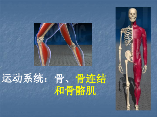 骨连结骨骼骨骼肌