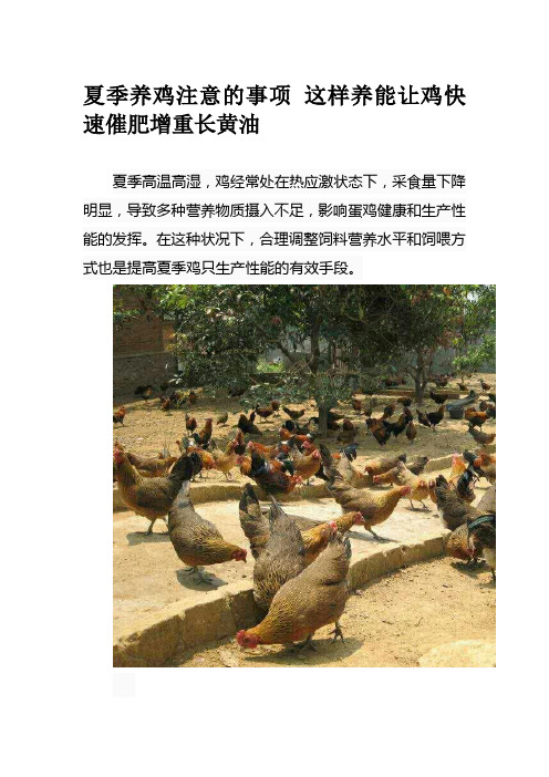 夏季养鸡注意的事项 这样养能让鸡快速催肥增重长黄油