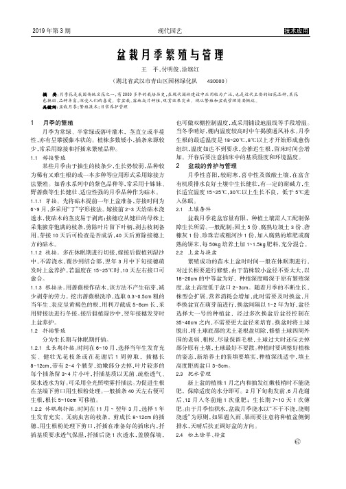 盆栽月季繁殖与管理