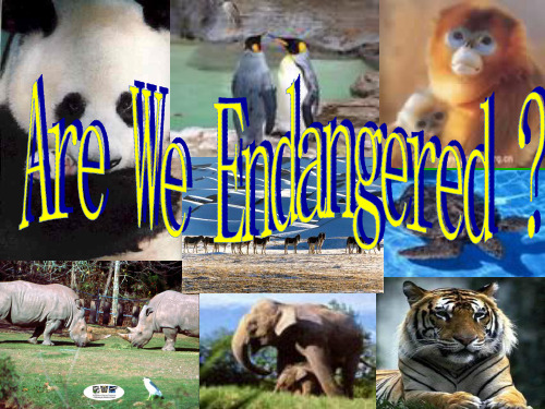 高中英语第一册上unit10 The world around us Reading 4 ppt