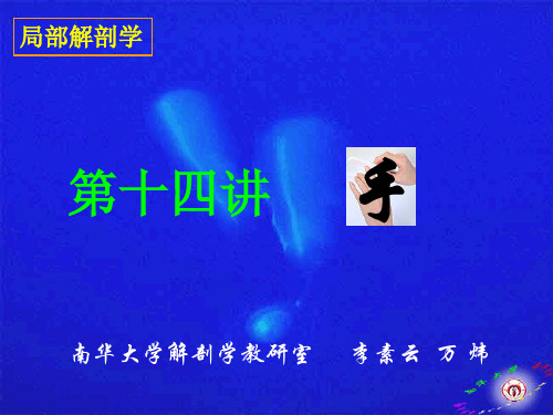 手的解剖