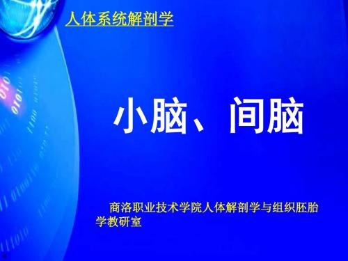 n4小脑间脑06