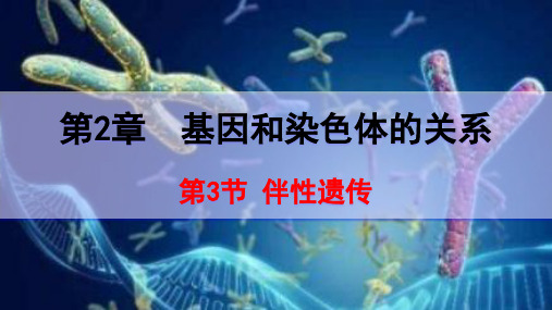 2.3 伴性遗传 课件【新教材】 2020-2021学年人教版(2019)高一生物必修二