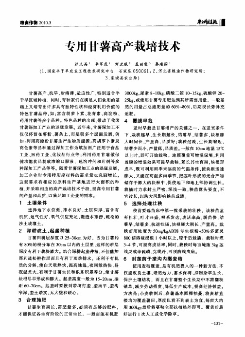专用甘薯高产栽培技术