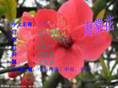 海棠花简介