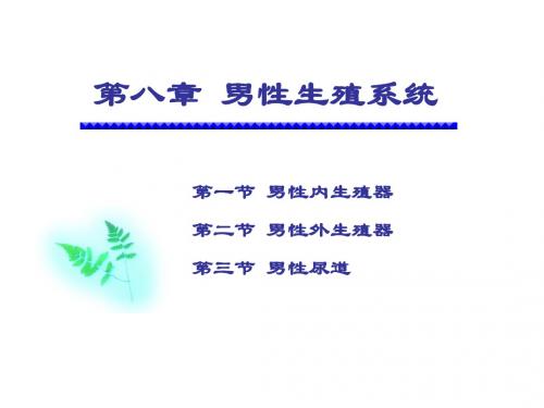 男性生殖系统