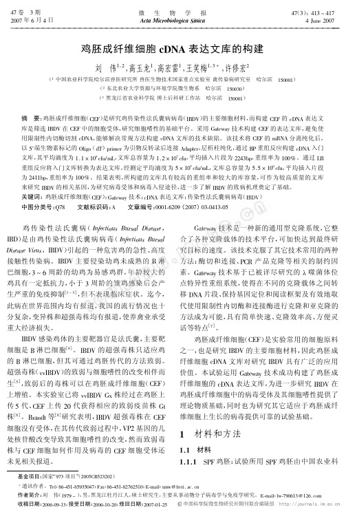 鸡胚成纤维细胞cDNA表达文库的构建