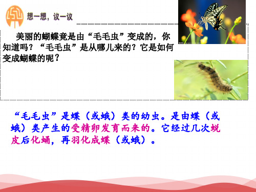 八下生物第七单元第一章第二节昆虫的生殖和发育PPT课件