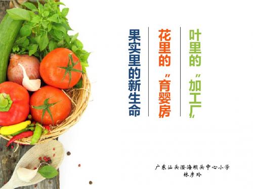 粤教版五年上册3叶里的“加工厂”4花里的“育婴房”