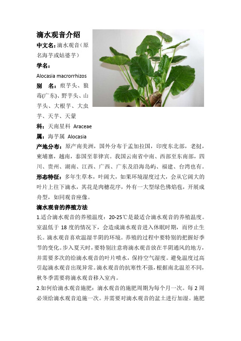 滴水观音介绍