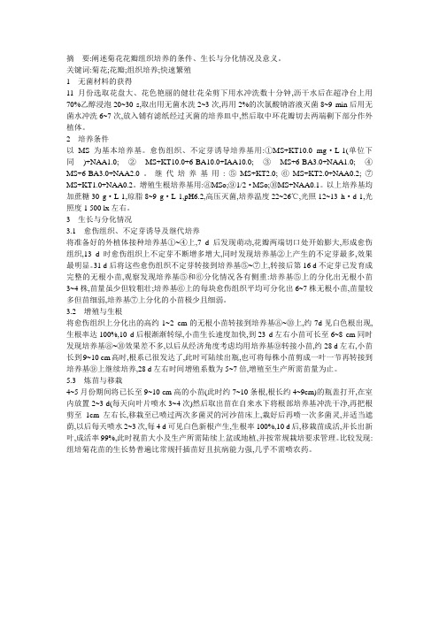 菊花花瓣组织培养