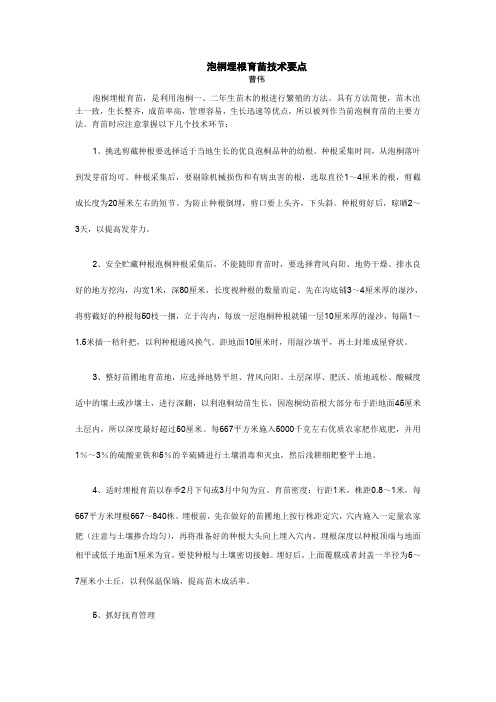 泡桐埋根育苗技术要点