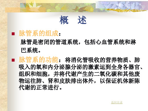 解剖学PPT循环系统(总论)