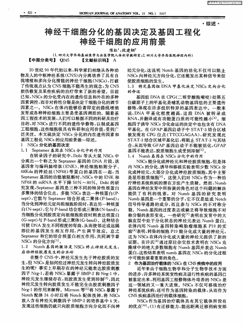 神经干细胞分化的基因决定及基因工程化神经干细胞的应用前景