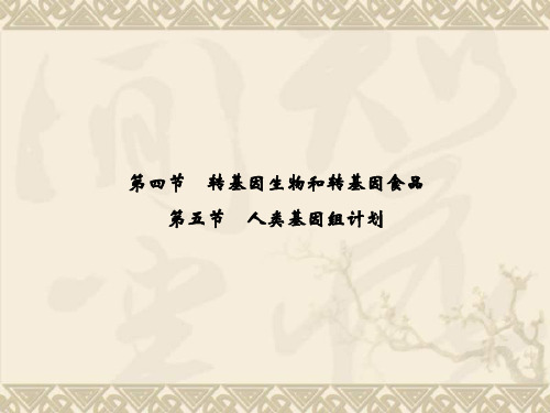 -高中生物 3-2-4～5转基因生物和转基因食品人类基因组计划精品课件 中图版必修2