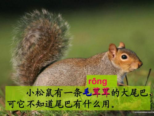 27 松鼠的尾巴课件