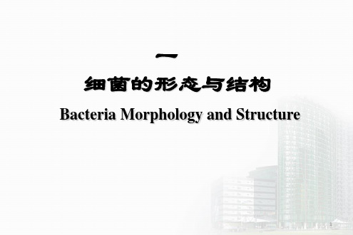 细菌的生物学特性