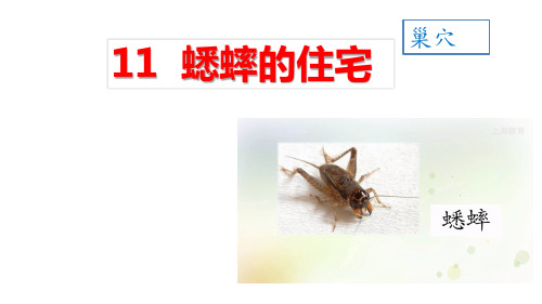 蟋蟀的住宅语文四年级上册2优秀ppt课件