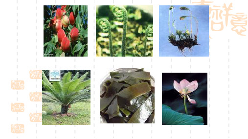 第二节 五彩缤纷的植物世界课件苏教版_初二_八年级