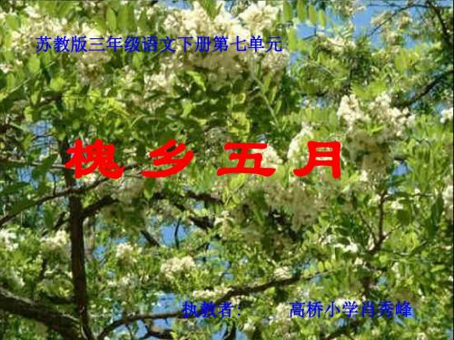苏教版三年级语文下册《槐乡五月_2》PPT课件