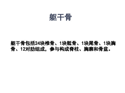躯干骨及连结详解